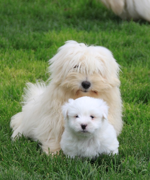 du courrier des îles - Coton de Tulear - Portée née le 11/12/2012