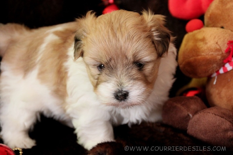 du courrier des îles - Coton de Tulear - Portée née le 04/11/2013