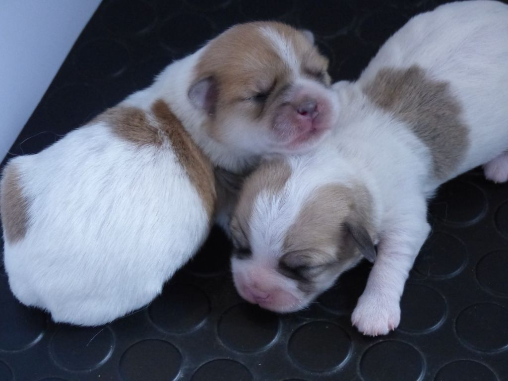 chiot Coton de Tulear du courrier des îles