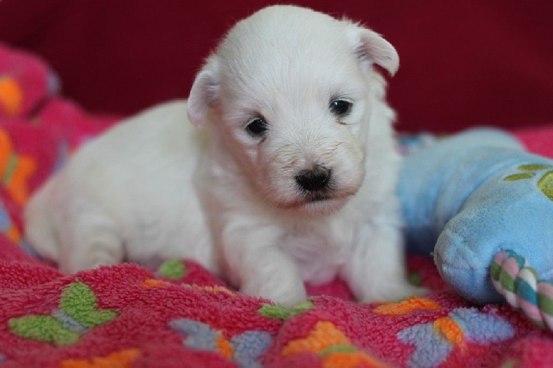 du courrier des îles - Coton de Tulear - Portée née le 23/05/2014