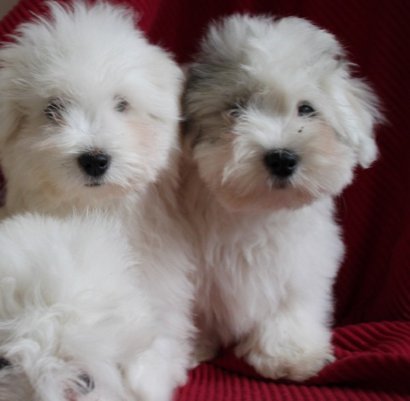 du courrier des îles - Coton de Tulear - Portée née le 29/10/2013