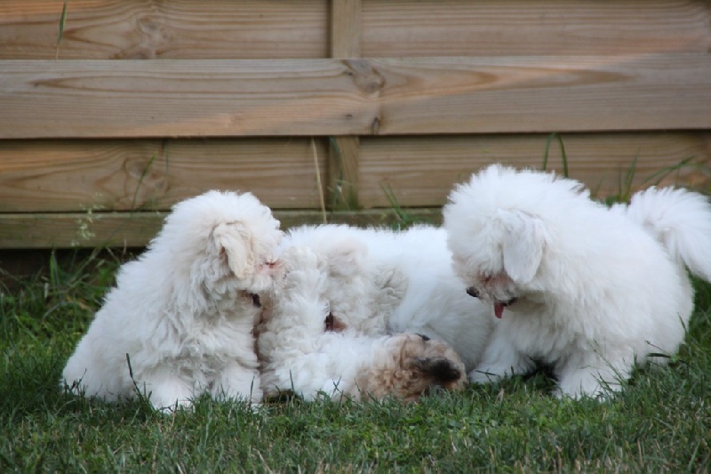 du courrier des îles - Coton de Tulear - Portée née le 24/05/2013