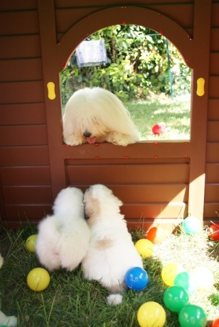 du courrier des îles - Coton de Tulear - Portée née le 30/07/2010