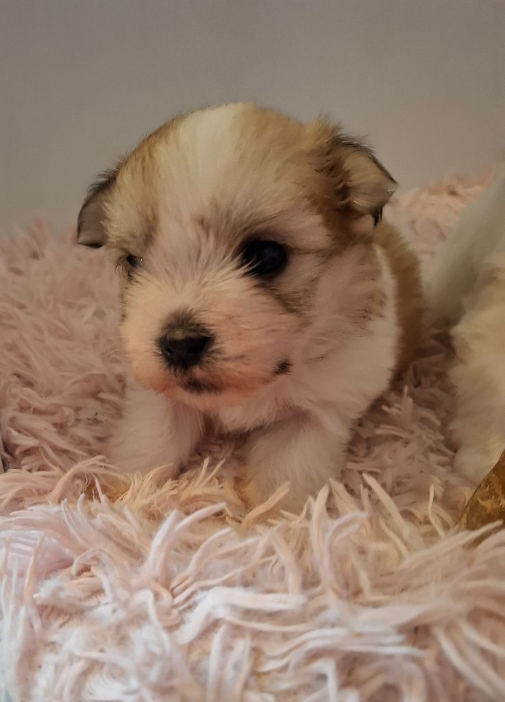 du courrier des îles - Chiot disponible  - Coton de Tulear