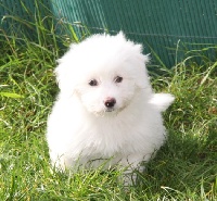 du courrier des îles - Coton de Tulear - Portée née le 30/09/2011