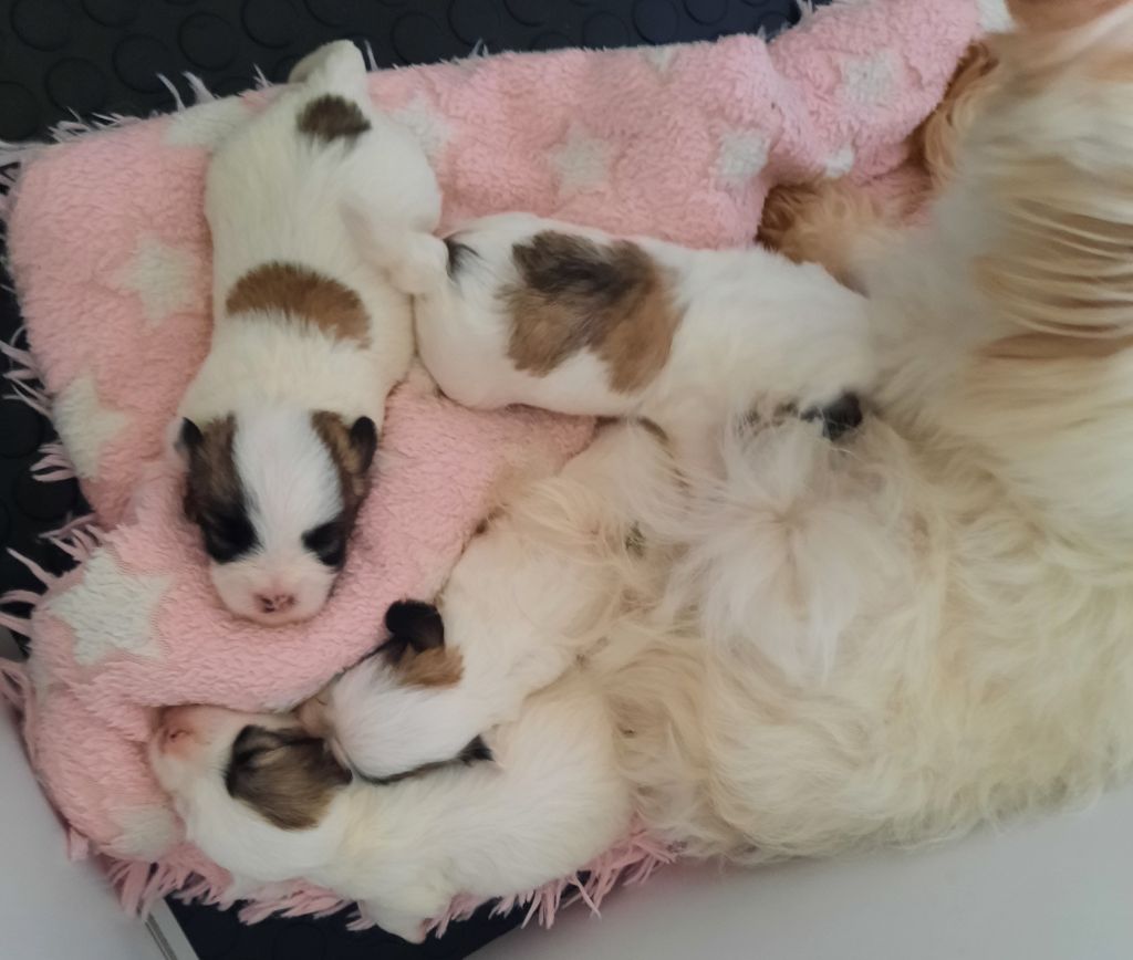 chiot Coton de Tulear du courrier des îles