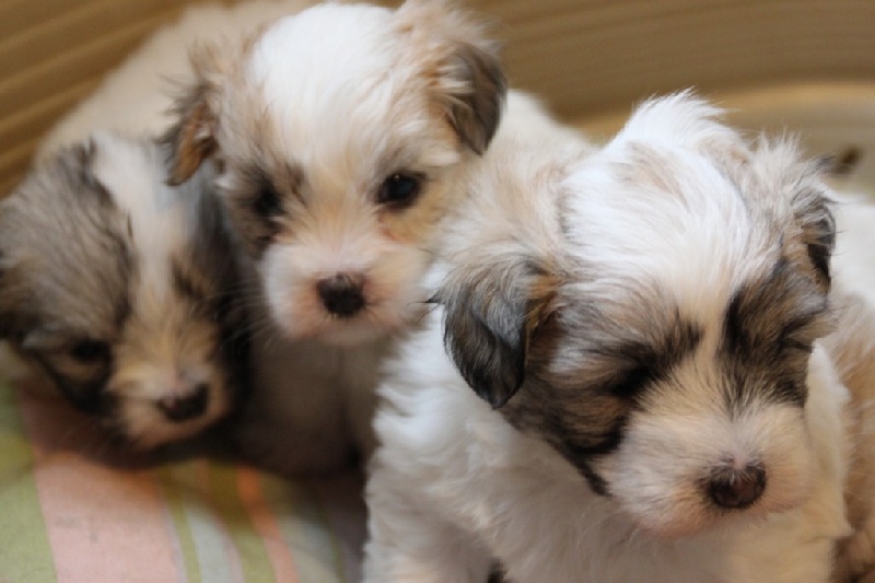 du courrier des îles - Coton de Tulear - Portée née le 04/12/2012