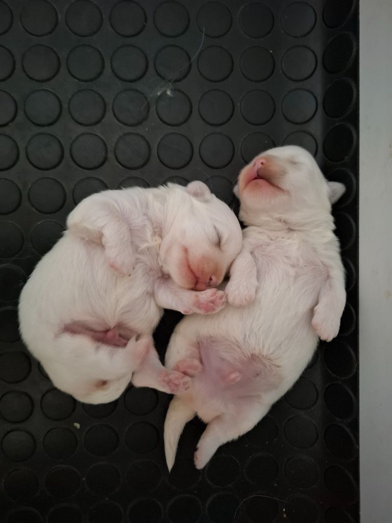 du courrier des îles - Chiots disponibles - Coton de Tulear