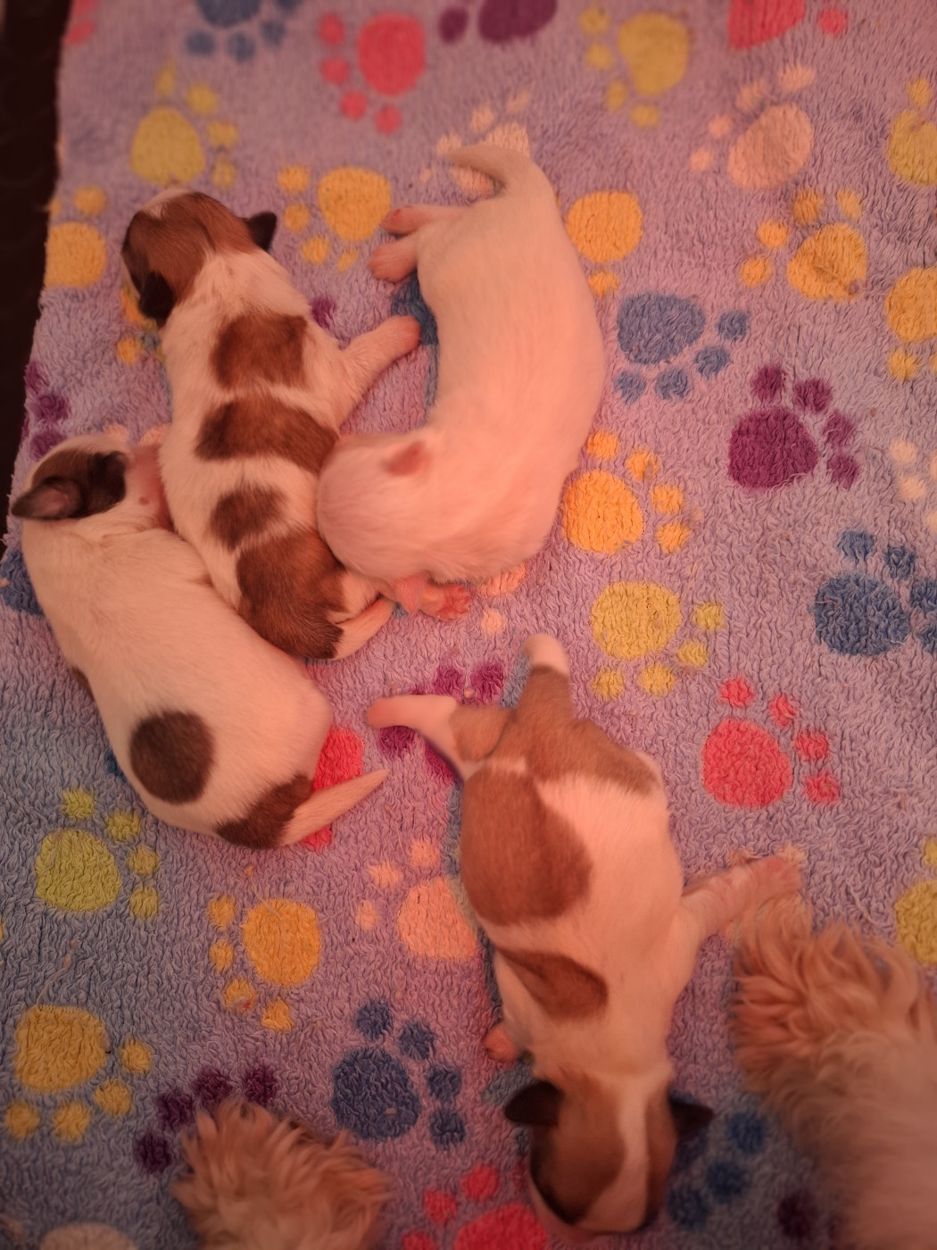 du courrier des îles - Coton de Tulear - Portée née le 11/02/2026