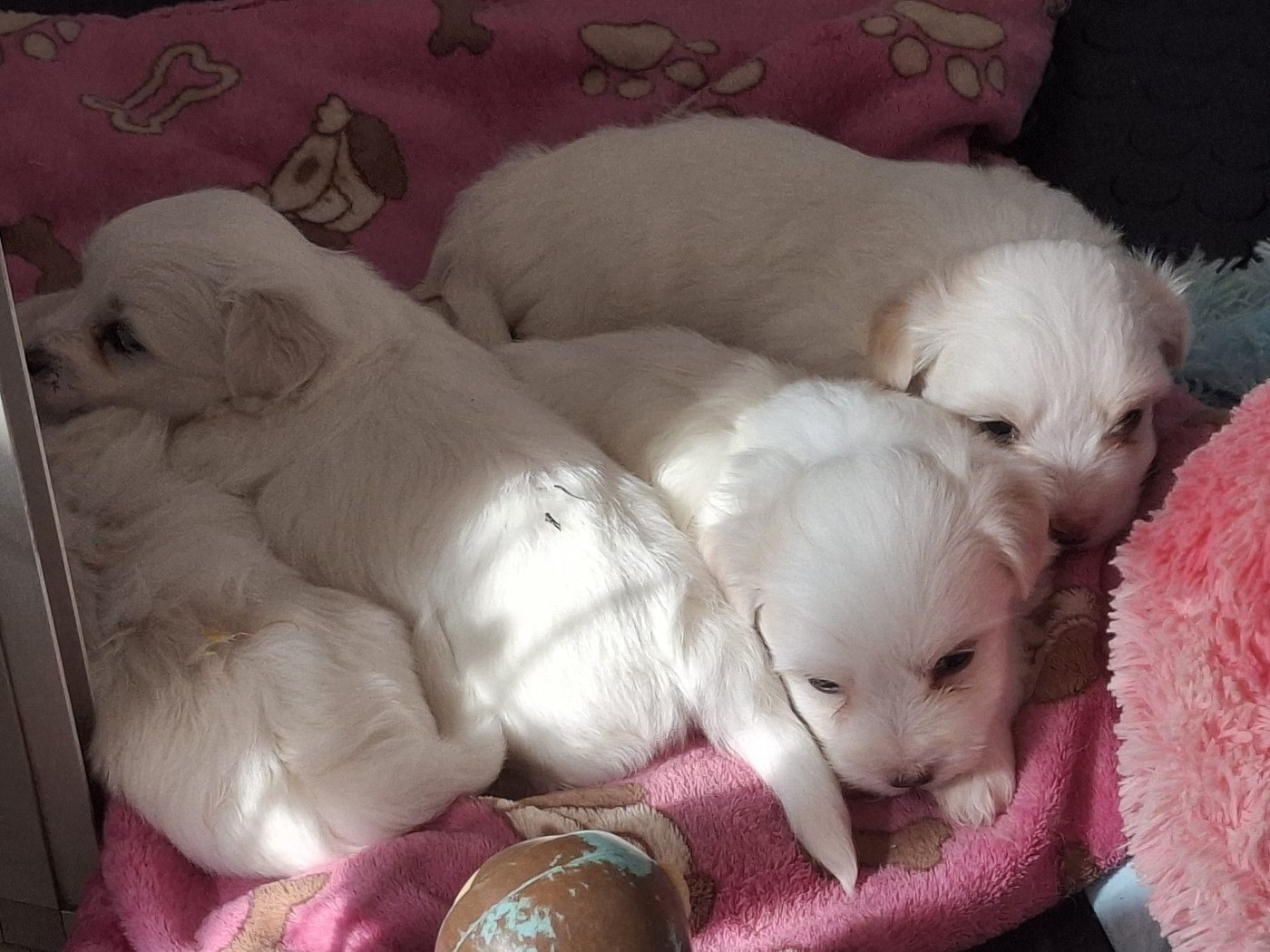 Chiot Coton de Tulear du courrier des îles