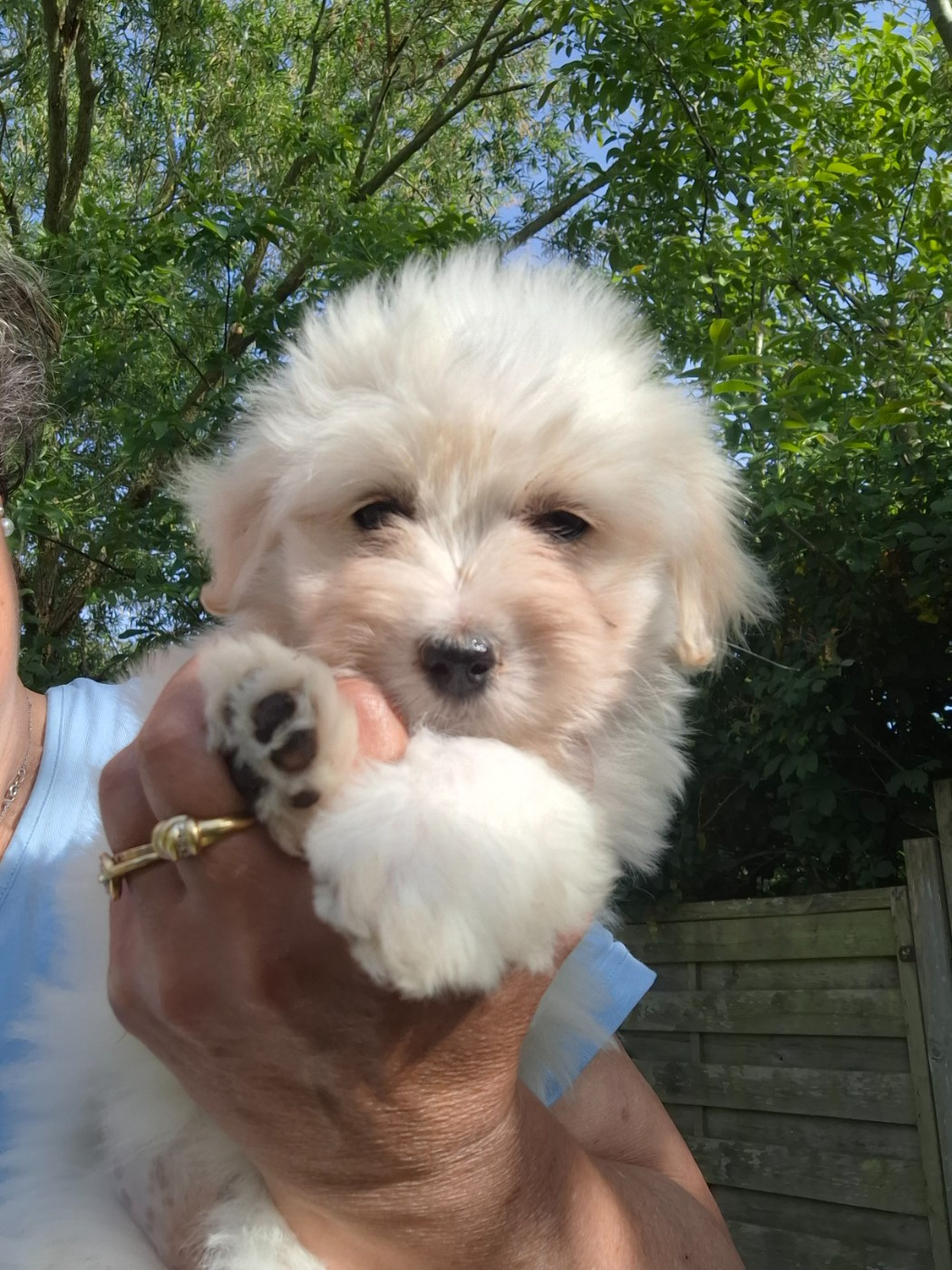 du courrier des îles - Chiots disponibles - Coton de Tulear