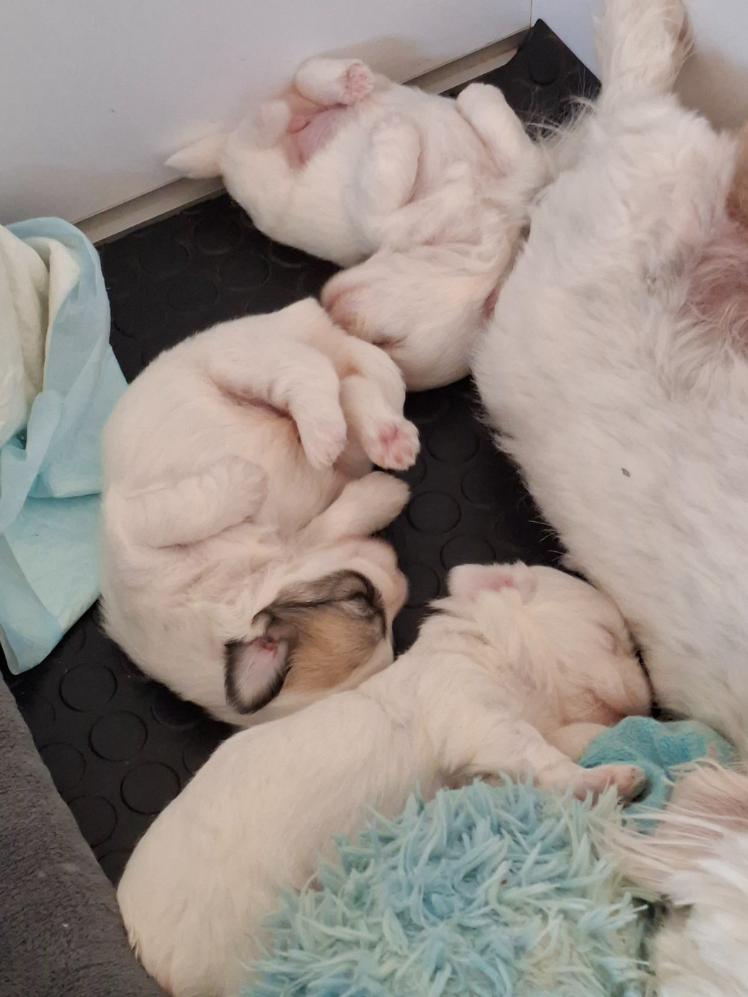 du courrier des îles - Chiots disponibles - Coton de Tulear