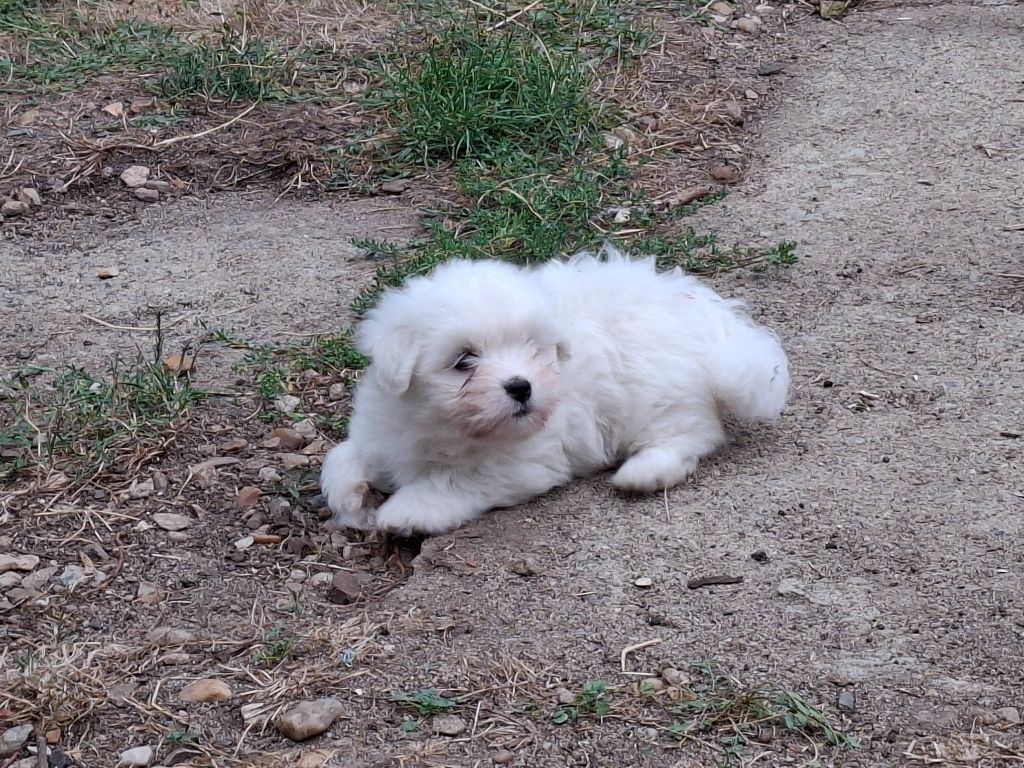 du courrier des îles - Chiots disponibles - Coton de Tulear