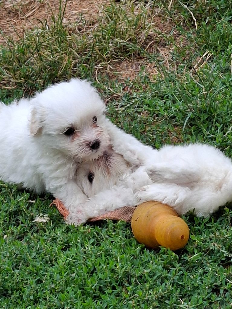 Chiot Coton de Tulear du courrier des îles